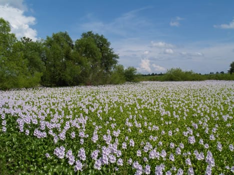 A sea of floating lavender flowers on a country pond.