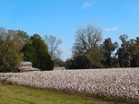 Old barn behind a fully ripe cotton field in south Georgia.