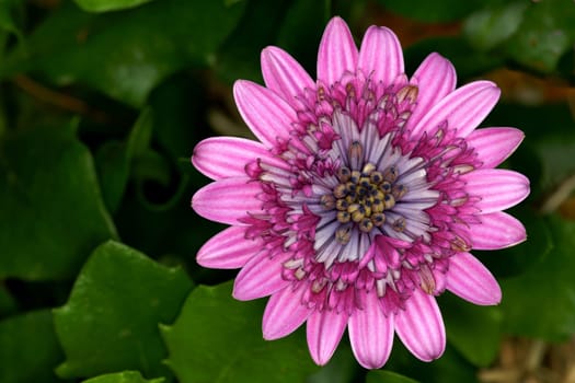 Bornholm Daisies