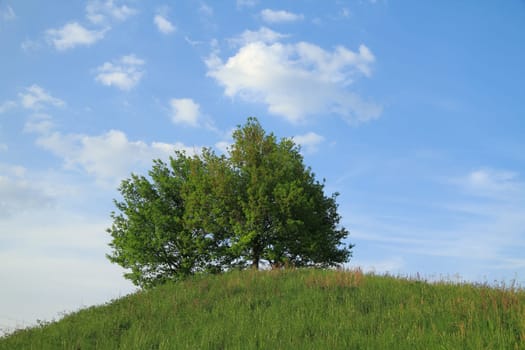 Nature in the Black Forest