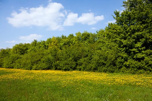 Nature in the Black Forest