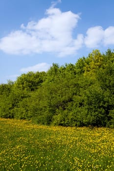 Nature in the Black Forest
