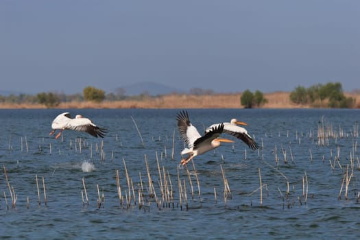 pelicans in flight in Danube Delta, Romania