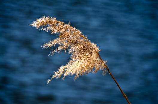 a reed bending in the wind on a summer day