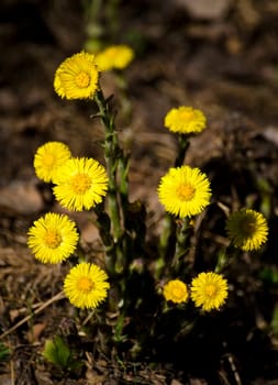 a group of coltsfoot flowers in the spring sun