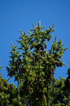 the top of a pine tree with pine cones and blue sky
