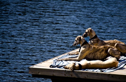 Three dogs resting on a jetty in the sun