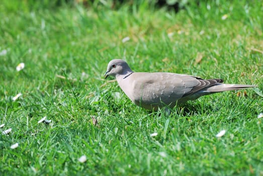 Collared dove standing in garden