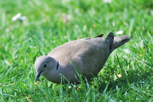 collared dove feeding in garden