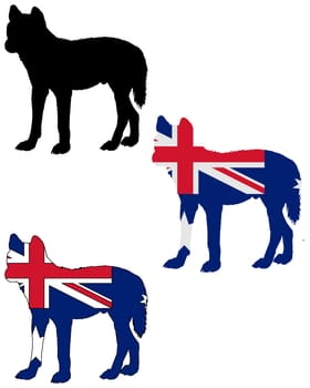 Dingo Australia