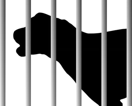 Dog in the shelter