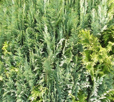 Thuja hedge