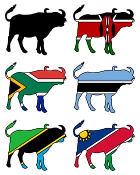 African Buffalo