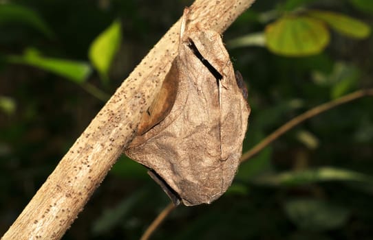 Butterfly Cocon