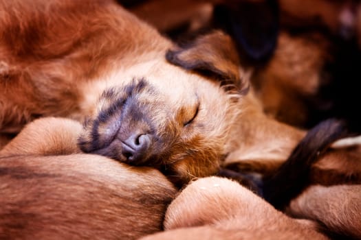 Irish Terrier Puppies
