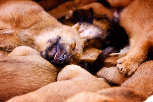 Irish Terrier puppies sleeping in the basket