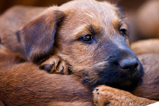 Puppies in a basket