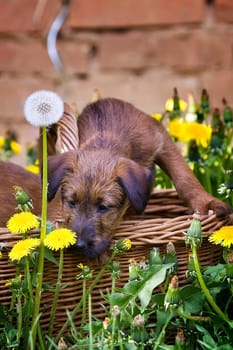 Irish Terrier puppy