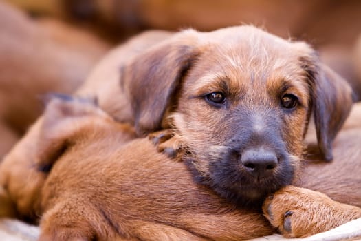 Irish Terrier in a basket