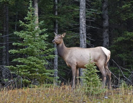 Elk female, cervus canadensis, in Banff National Park, Alberta, Canada