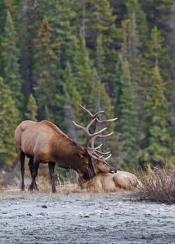 Elks in love, Athabasca River, Jasper National Park, Alberta, Canada