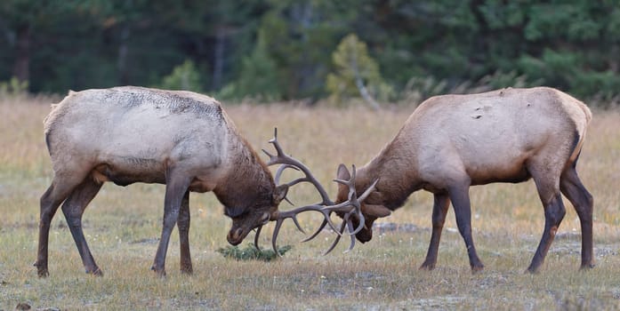 Bull Elks fighting, Jasper National Park, Canada