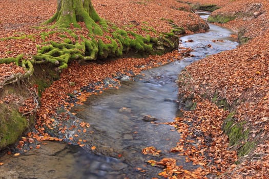 The falling leaves colors the autumn season in the forest. Otzarreta, Bizkaia, Spain