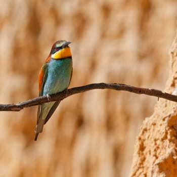 European bee-eater, Merops apiaster on the branch. Shallow depth of field and bakground blurred