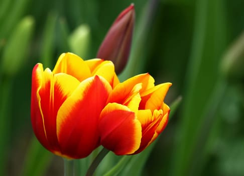 Tulip Blossoms