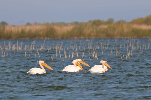 few pelicans in the Danube Delta, Romania