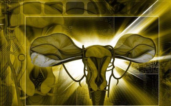 Digital illustration of Uterus in colour background