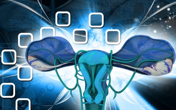 Digital illustration of Uterus in colour background