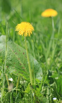 Young yellow dandelion in the green grass