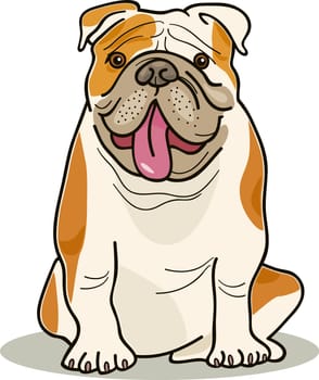 illustration of purebred english bulldog