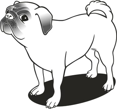 illustration of purebred pug for coloring book