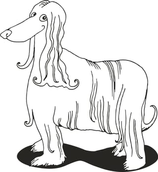 illustration of Afghan hound for coloring book
