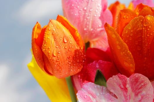 Tulips with water drops