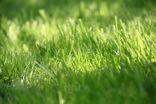 Spring meadow