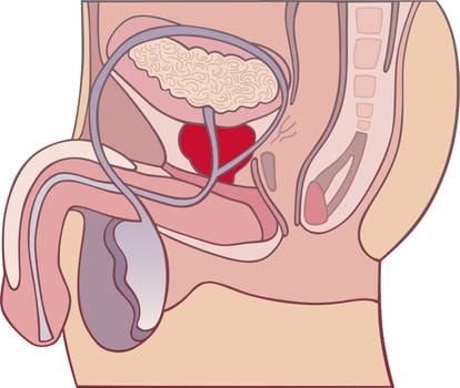 llustration of prostate gland cross section diagram