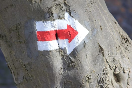 Directional Arrow on Tree Trunk