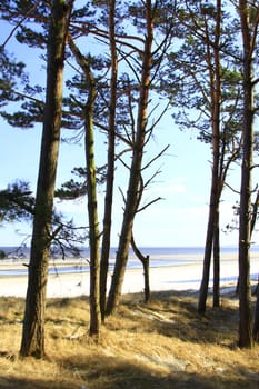 Coastal forest with pine trees on the beach of the island of Usedom between Peenemünde and Karlshagen