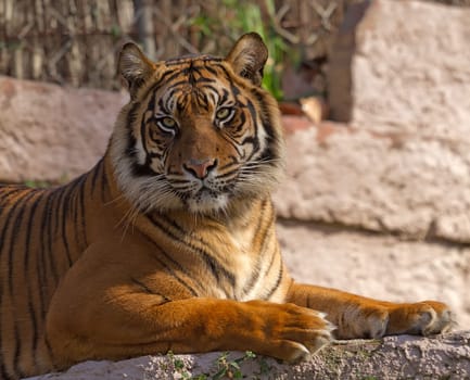The Bengal tiger, or Royal Bengal tiger (Panthera tigris tigris), is a tiger subspecies native to India, Bangladesh, Nepal and Bhutan, and has been classified as endangered by IUCN as the population is estimated at fewer than 2,500 individuals with a decr
