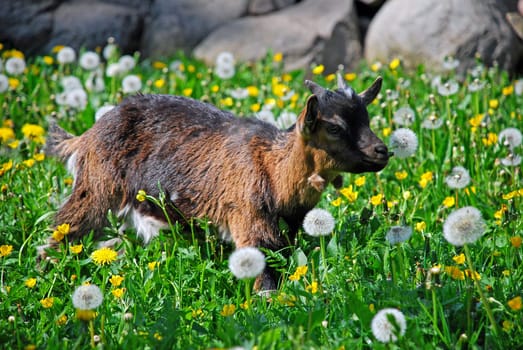 Kids in spring