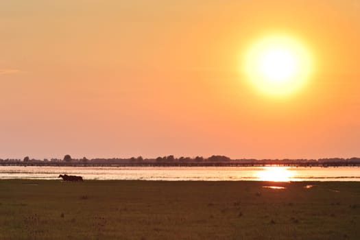 wild horses in the Danube Delta at sunset