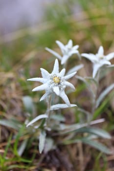a natural bouquet edelweiss near a mountain