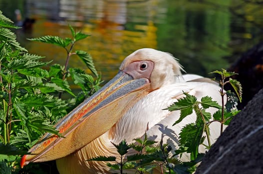 Pelican