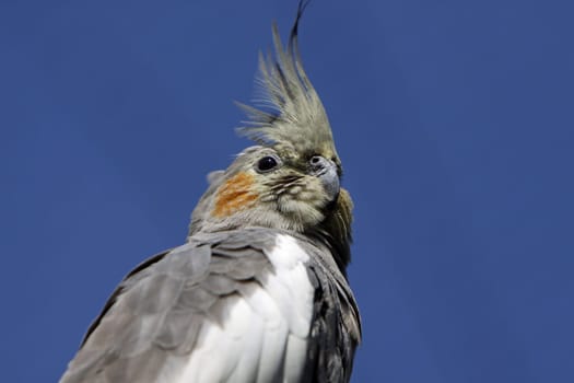 Cockatiel