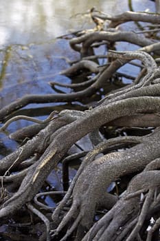 Tree roots on a lakeshore