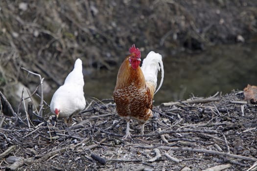 Brown-White Rooster
