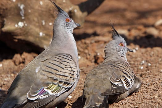 Crested pigeon